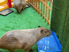 -麦当劳(新世纪环球中心店)