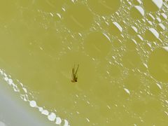 -袁记云饺(世纪城店)