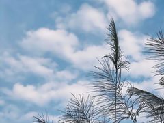 -梅沙尖