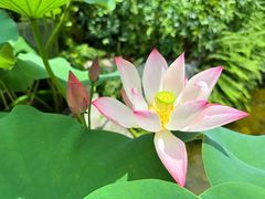 -云溪植物园