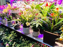 -花鸟鱼虫鲜花绿植市场(玉泉路店)