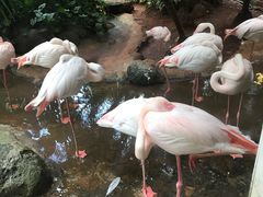-海南热带野生动植物园