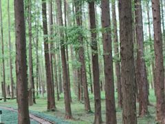 -黄海国家森林公园