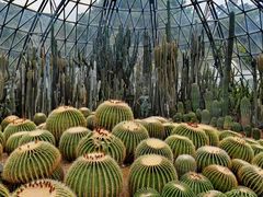 -深圳仙湖植物园