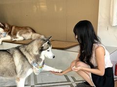 -星多哈·狗咖·拼豆·咖啡