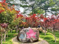 -广州市帽峰山景区