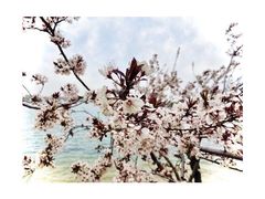 -丁香湖公园