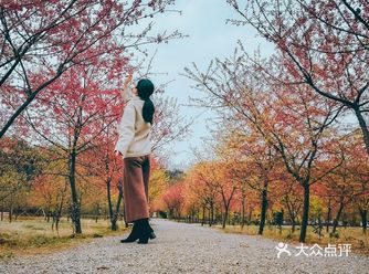 在衡阳打卡日本同款樱花海