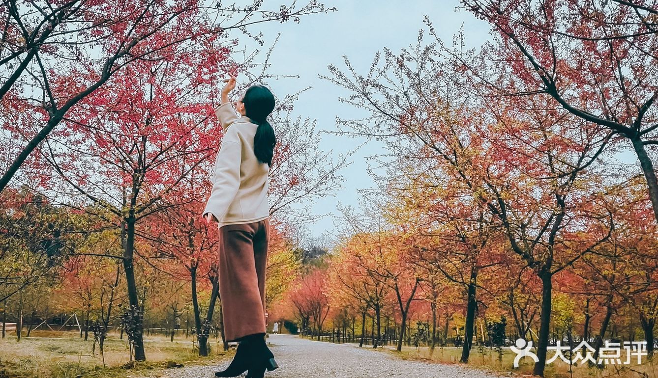 在衡阳打卡日本同款樱花海🌸