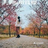 在衡阳打卡日本同款樱花海🌸
