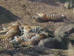 -大连森林动物园