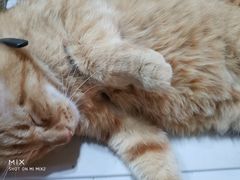 -李小姐の猫咖啡馆(五角场店)