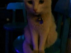 android_upload_pic-Sirena海妖日咖夜酒