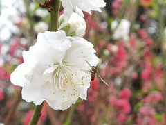 -桃花涧