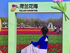 -荷兰花海