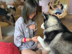-Husky Go! 哈士奇体验馆·宠物咖啡厅狗咖