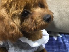 -1013 PET SHOP 宠物商店(近铁城市广场店)