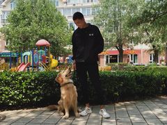 -多乐狗狗宠物训练工作室