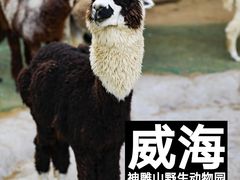 -西霞口神雕山野生动物世界