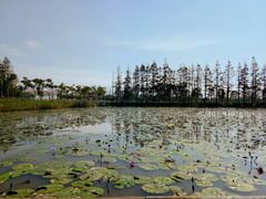 -上海长兴岛郊野公园