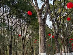 -上海海湾国家森林公园