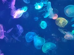 -烟台海昌鲸鲨海洋公园