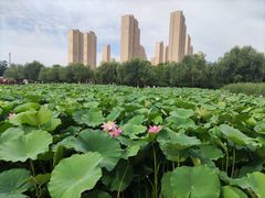 -前关湿地公园