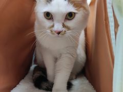 -美联众合动物医院(·中兽医·疑难杂症·严家桥分院)