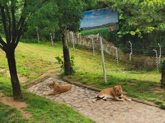 -西霞口神雕山野生动物世界