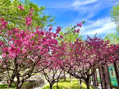-莲花池公园