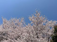 -苏州上方山国家森林公园