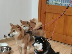 -是阿柴呀！柴犬咖啡·爱喵喵猫咖
