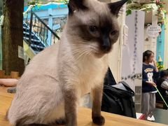 -猫小院猫主题咖啡厅(北锣店)