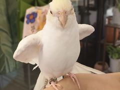 -吉丁鸟咖·异宠·寄养