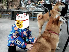 -柴犬高等学院·狗咖·柴犬售卖·宠物训练