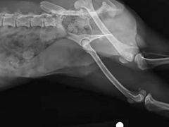 -伟伟宠物医院·CT影像中心·瑞派犬猫综合性门诊(汉口总院)