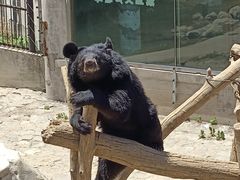 -石家庄市动物园