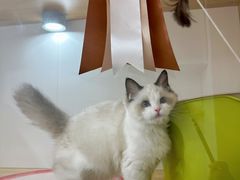 -青奢宠物·青奢猫舍