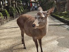 -奈良公园