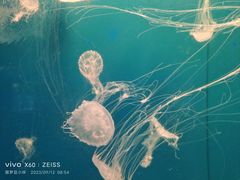 -烟台海昌鲸鲨海洋公园