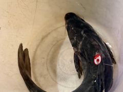 -滇大池云南菜·蒸汽石锅鱼(姚家园万象汇店)