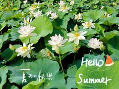 -莲花池公园