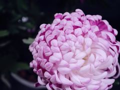 -杭州植物园
