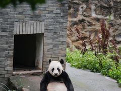 -都江堰中华大熊猫苑