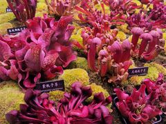 -中国科学院西双版纳热带植物园