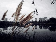 -眉山湿地公园(东坡区)