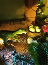 -恐龙探索乐园(磁器口店)