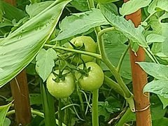 -南宁良凤江国家森林公园