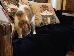 -more than meow吴止猫主题餐厅(承德 中船汇店)