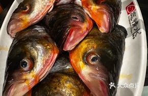 Premium Fresh Fish Head